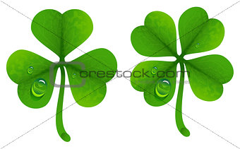 Clover leaves with drops of dew. Lucky Clover leaf. Four-leaf and trifoliate clover
