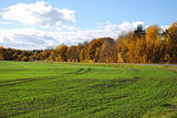 Green field and golden trees