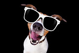 cool sunglasses dog 