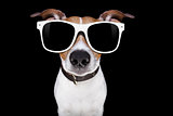 cool sunglasses dog 