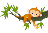 Baby Monkey on a Tree