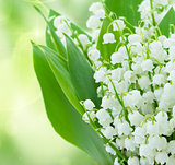 lilly of the valley flowers close up