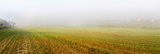 Field and fog