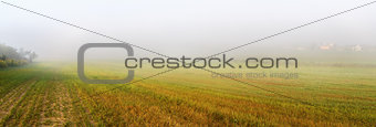Field and fog