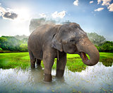 Elephant near Sigiriya