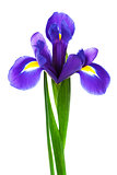 freshness purple iris