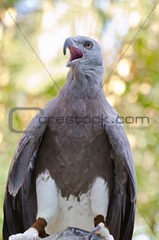 Lesser Fish Eagle ( Ichthyophaga humili )