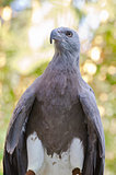 Lesser Fish Eagle ( Ichthyophaga humili )