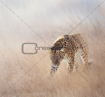 Leopard in The Grass