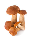 Fresh forest mushroom