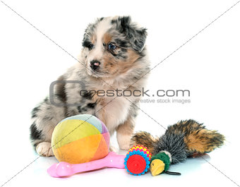 puppy australian shepherd and toys