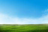 Green grass lawn with blue sky and mist