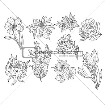 Flower Set. Hand Drawn Vector Illustration