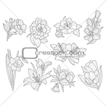 Flower Collection. Hand Drawn Vector Illustration