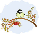 Tit sitting on a branch of mountain ash with berries. EPS10 vector illustration