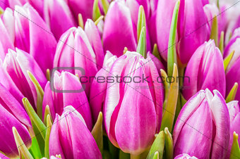 Tulip flowers bouquet