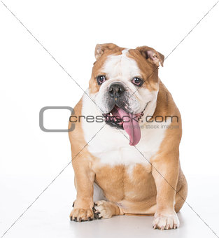 senior english bulldog
