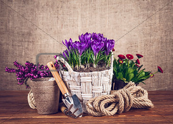 Spring flowers in basket with garden tools on wooden board