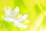 Jasmine flower blossom