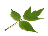 Green acer negundo leaf on white background