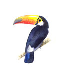Bright watercolor Toucan bird 