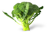 Large inflorescences of fresh broccoli with leaves
