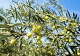 Olives on the tree against blue sky. Selective focus.
