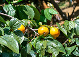 Persimmons at fruit garden, Alanya, Turkey. Selective focus.