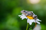 Frog sits on a daisy