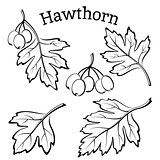 Hawthorn Leaves and Fruits Pictograms