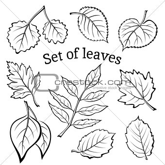 Leaves of Plants Pictogram Set
