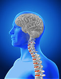 3D medical image showing spine and brain in male figure