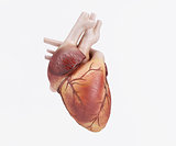 Healthy Human Heart