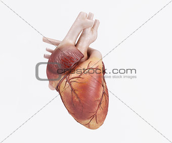 Healthy Human Heart