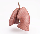 Healthy Human Lungs