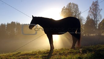 Horse silhouette in sunlight