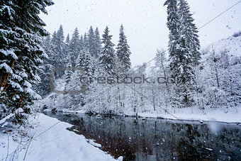 Winter river landscape with snow-covered fir trees