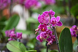 pink orchids at botanical