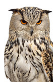 Close-up of a Siberian Eagle Owl - Bubo bubo (3 years old) in fr