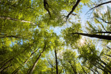 Lush beech forest canopy