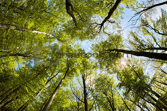 Lush beech forest canopy