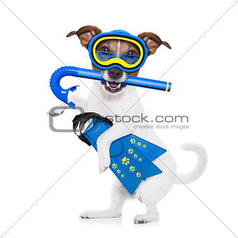 scuba diving dog