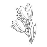 Tulip Flowers Sketch. Vector
