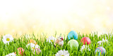 Easter Background with Eggs and Flowers