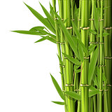 Green bamboo stems with leaves - grove background