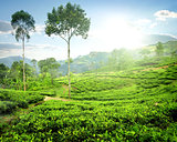 Fog over tea plantations