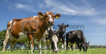 Cows in a dutch landscape