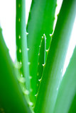 Close up Image of Green Aloe Vera Leafs on White Background