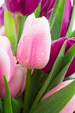 bouquet of pink  and purple  tulip flowers