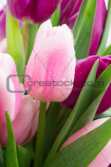 bouquet of pink  and purple  tulip flowers